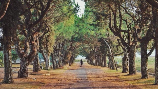 Balitsa Lembang: Pusat Riset Hortikultura dan Wisata Edukasi Pertanian